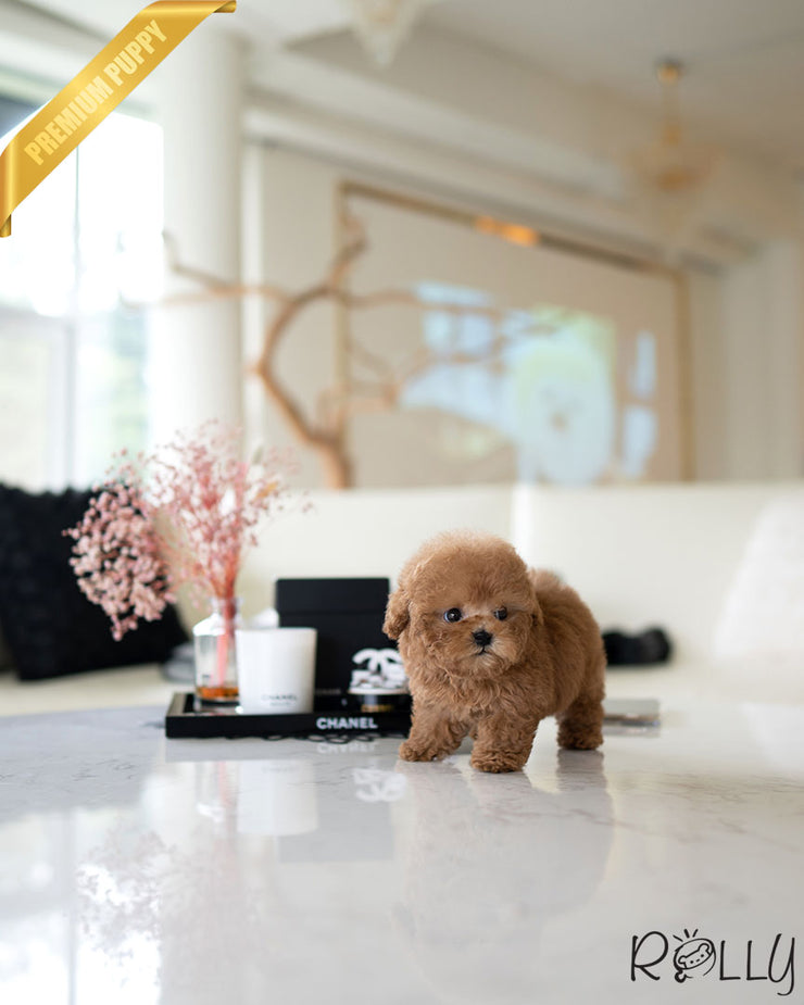 Rolly Teacup Puppies CARTER - MALE (PURCHASED by BECKER).