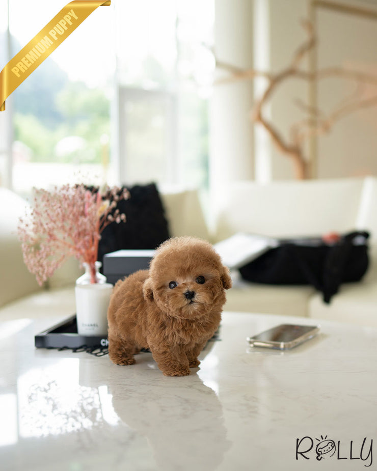 Rolly Teacup Puppies CARTER - MALE (PURCHASED by BECKER).