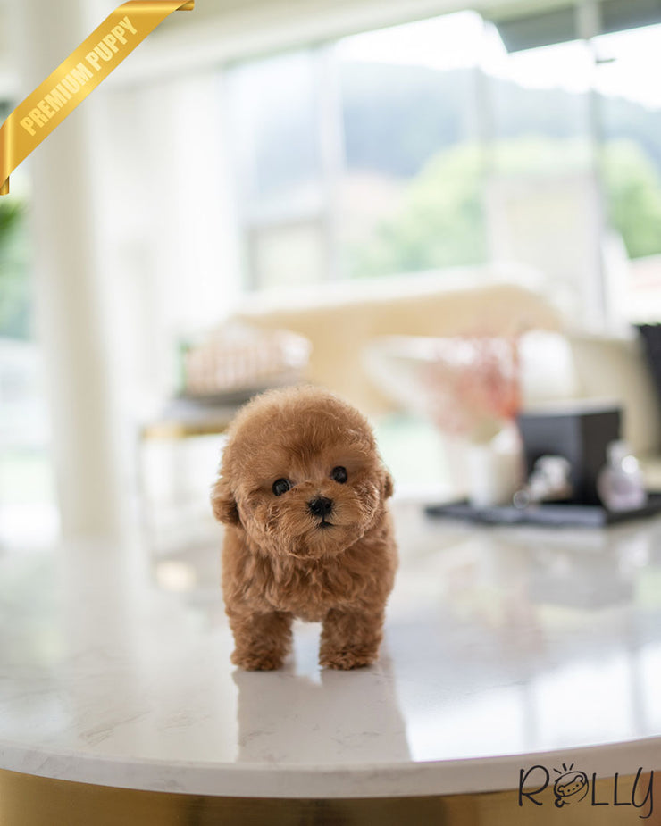 Rolly Teacup Puppies CARTER - MALE (PURCHASED by BECKER).