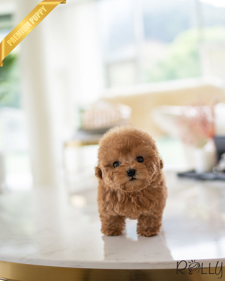 Rolly Teacup Puppies CARTER - MALE (PURCHASED by BECKER).