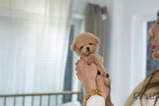 Rolly Teacup Puppies CASEY - FEMALE (PURCHASED by BREAUX).