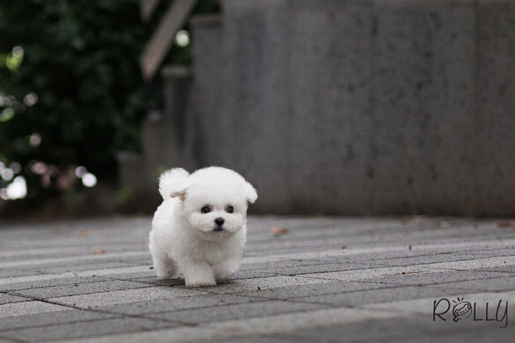 Rolly Teacup Puppies (Purchased by Lopez) Cotton Candy - Bichon. M.