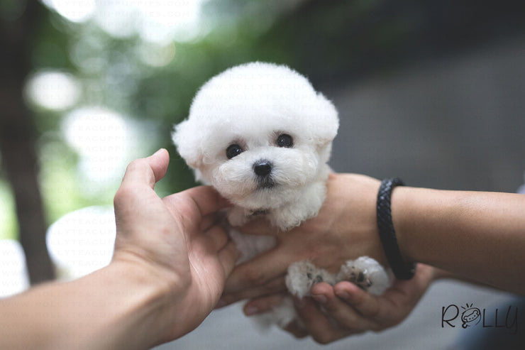 Rolly Teacup Puppies (Purchased by Lopez) Cotton Candy - Bichon. M.