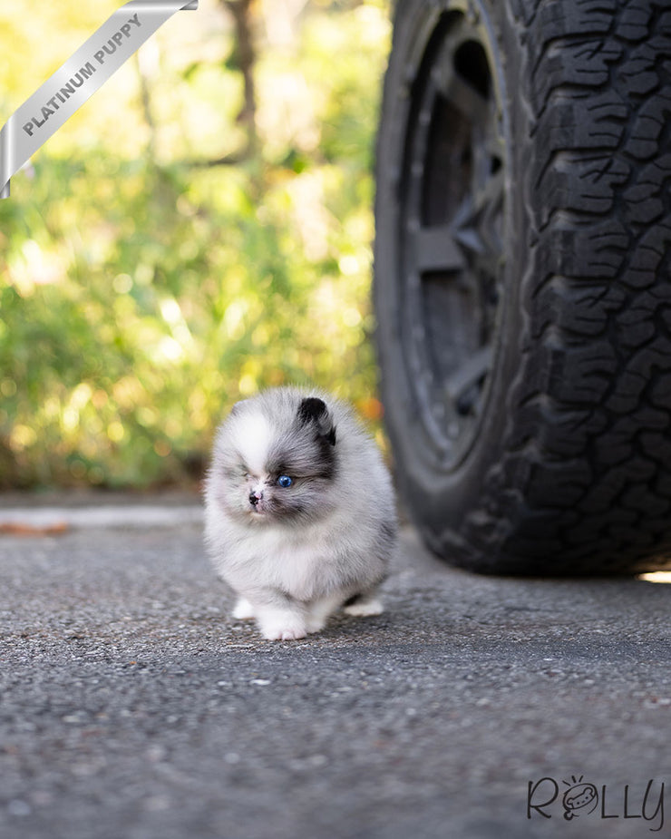 Rolly Teacup Puppies CELINE - FEMALE (PURCHASED by LE).