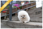Rolly Teacup Puppies (PURCHASED by Anonymous) CHASE - Pomeranian. M.