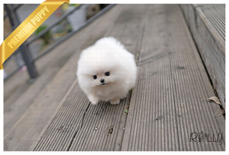 Rolly Teacup Puppies (PURCHASED by Anonymous) CHASE - Pomeranian. M.