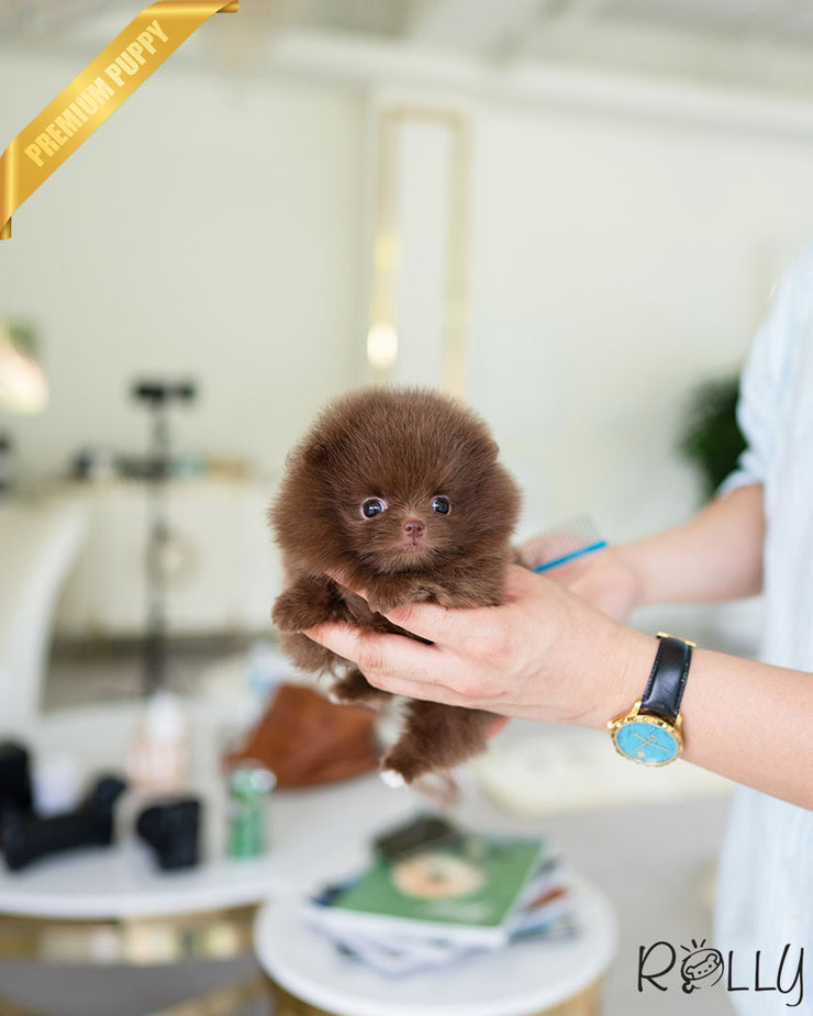 Rolly Teacup Puppies CHESTNUT - FEMALE (PURCHASED by LEE).