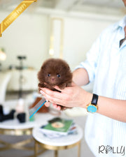 Rolly Teacup Puppies CHESTNUT - FEMALE (PURCHASED by LEE).