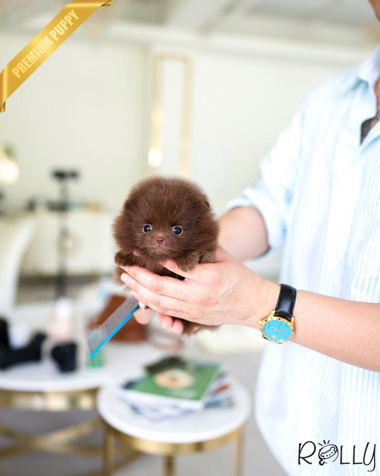 Rolly Teacup Puppies CHESTNUT - FEMALE (PURCHASED by LEE).