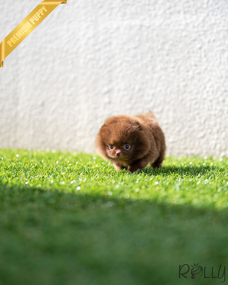 Rolly Teacup Puppies CHESTNUT - FEMALE (PURCHASED by LEE).