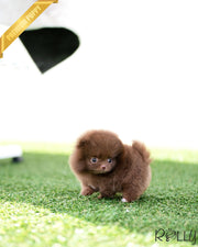 Rolly Teacup Puppies CHESTNUT - FEMALE (PURCHASED by LEE).