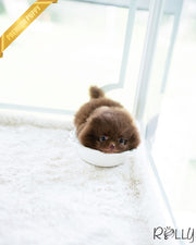 Rolly Teacup Puppies CHESTNUT - FEMALE (PURCHASED by LEE).