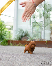Rolly Teacup Puppies CHICKPEA - FEMALE (PURCHASED by DONNA).