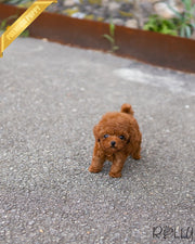 Rolly Teacup Puppies CHICKPEA - FEMALE (PURCHASED by DONNA).