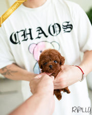 Rolly Teacup Puppies CHICKPEA - FEMALE (PURCHASED by DONNA).