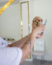 Rolly Teacup Puppies CHOUX - MALE (PURCHASED by PERAZA).