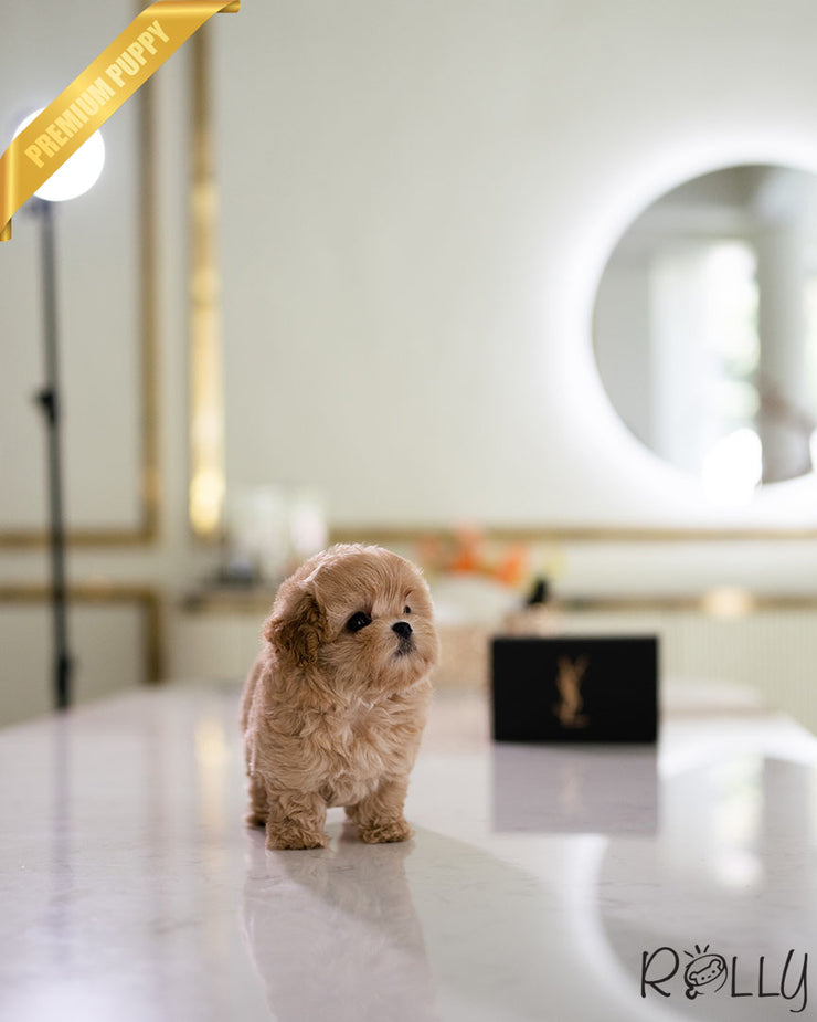 Rolly Teacup Puppies CHOUX - MALE (PURCHASED by PERAZA).