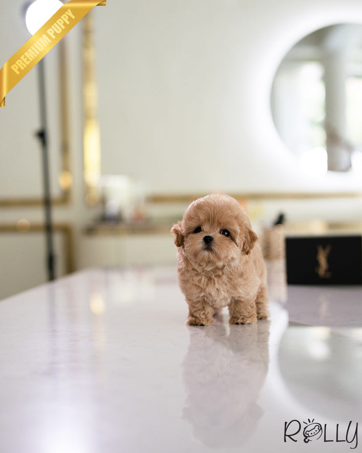 Rolly Teacup Puppies CHOUX - MALE (PURCHASED by PERAZA).