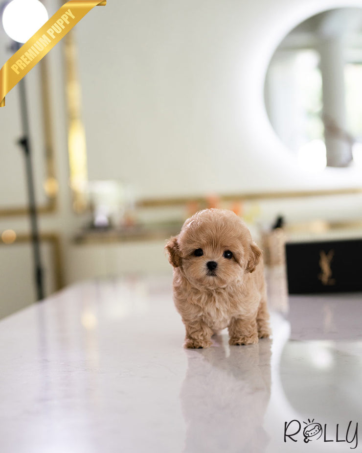 Rolly Teacup Puppies CHOUX - MALE (PURCHASED by PERAZA).