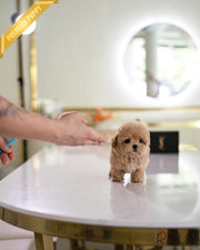 Rolly Teacup Puppies CHOUX - MALE (PURCHASED by PERAZA).