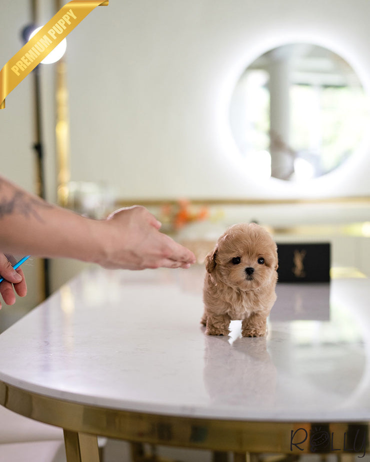 Rolly Teacup Puppies CHOUX - MALE (PURCHASED by PERAZA).