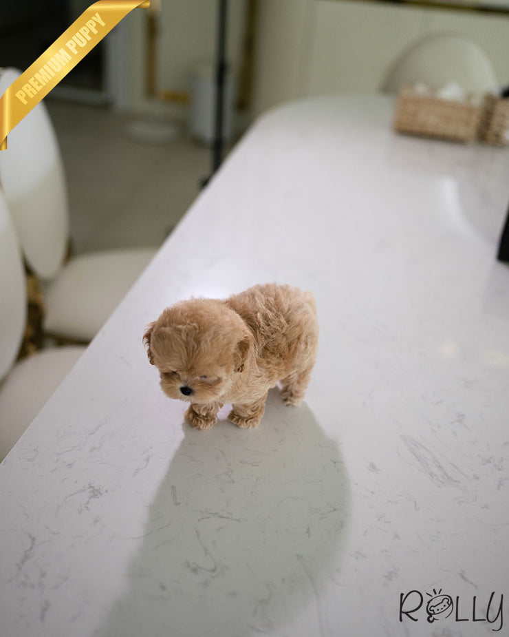Rolly Teacup Puppies CHOUX - MALE (PURCHASED by PERAZA).