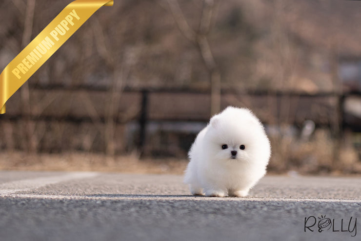 Rolly Teacup Puppies CINDY - FEMALE.