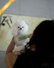 Rolly Teacup Puppies COCONUT - MALE (PURCHASED by SAPIR).