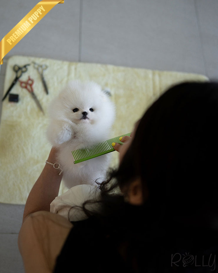 Rolly Teacup Puppies COCONUT - MALE (PURCHASED by SAPIR).