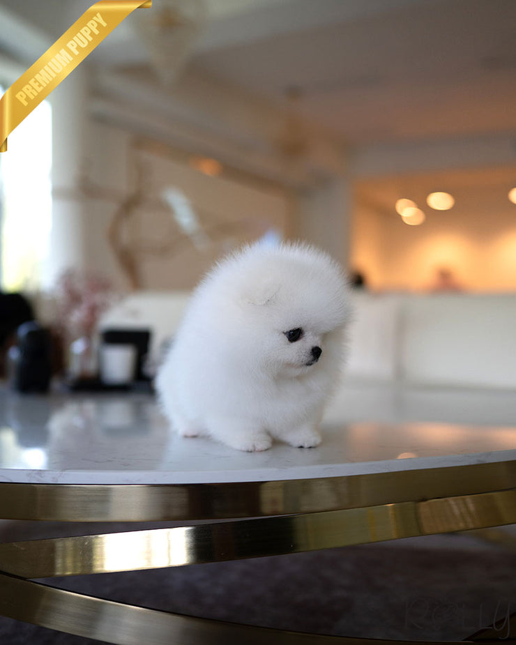 Rolly Teacup Puppies COCONUT - MALE (PURCHASED by SAPIR).