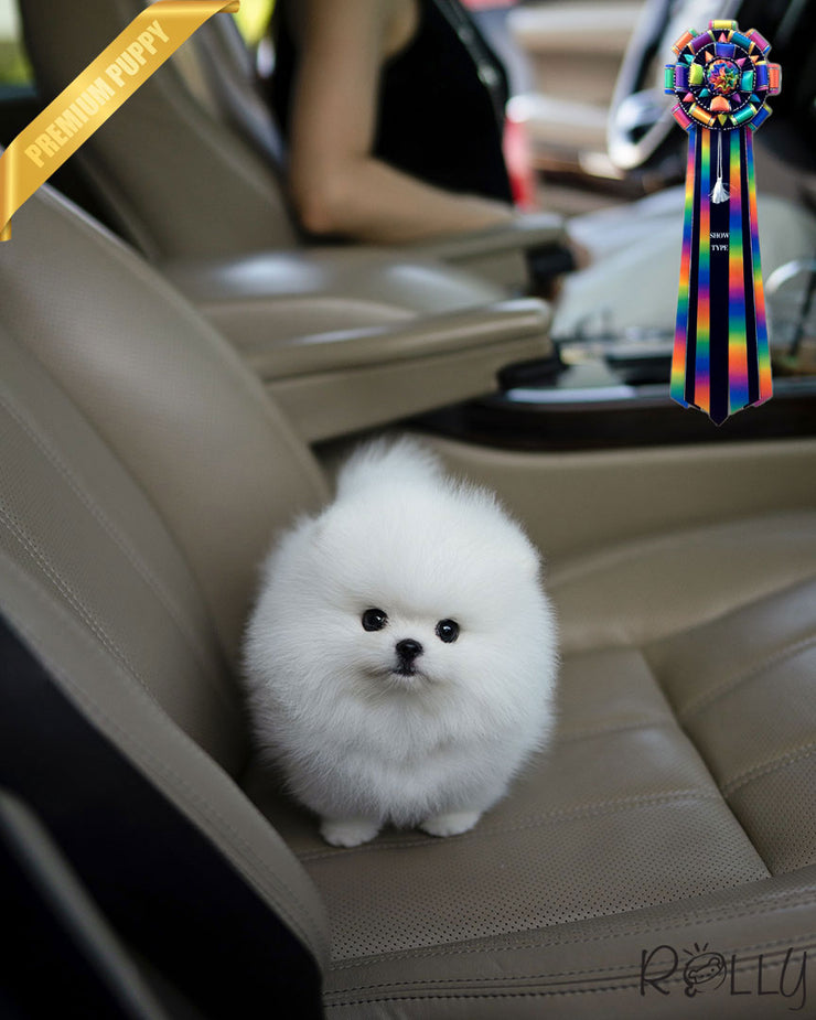 Rolly Teacup Puppies COCONUT - MALE (PURCHASED by SAPIR).