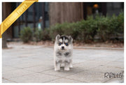 Rolly Teacup Puppies (PURCHASED by Ponce) COCO - Pomsky. F.
