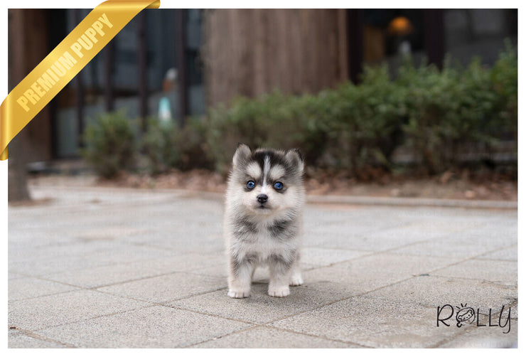 Rolly Teacup Puppies (PURCHASED by Ponce) COCO - Pomsky. F.