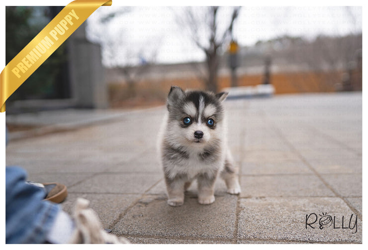 Rolly Teacup Puppies (PURCHASED by Ponce) COCO - Pomsky. F.