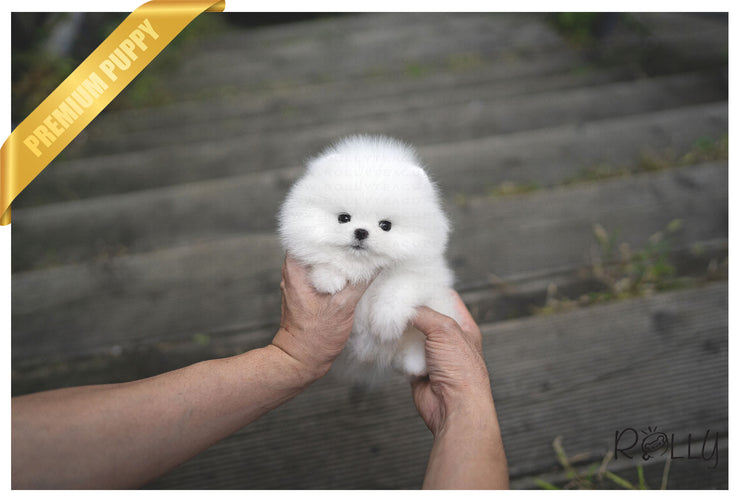 Rolly Teacup Puppies COTTON - MALE (PURCHASED by GILMAN).