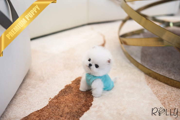 Rolly Teacup Puppies COTTON BALL - MALE (PURCHASED by PARK).