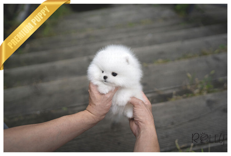 Rolly Teacup Puppies COTTON - MALE (PURCHASED by GILMAN).