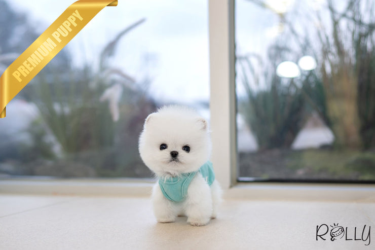 Rolly Teacup Puppies COTTON BALL - MALE (PURCHASED by PARK).