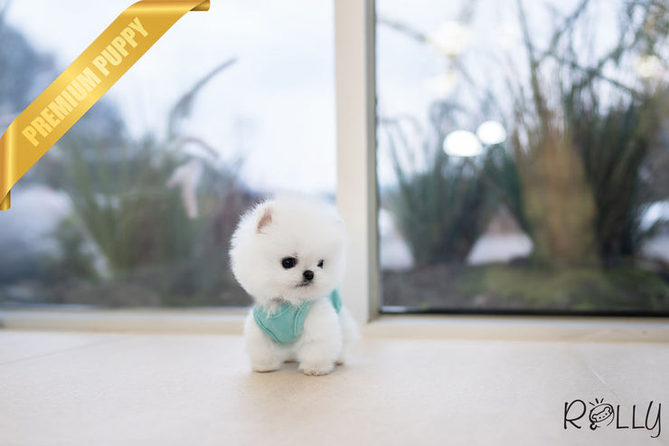 Rolly Teacup Puppies COTTON BALL - MALE (PURCHASED by PARK).