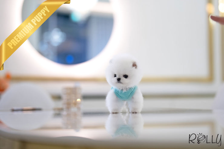Rolly Teacup Puppies COTTON BALL - MALE (PURCHASED by PARK).