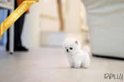 Rolly Teacup Puppies COTTON BALL - MALE (PURCHASED by PARK).