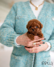 CRIMSON - MALE (PURCHASED by BATTA)