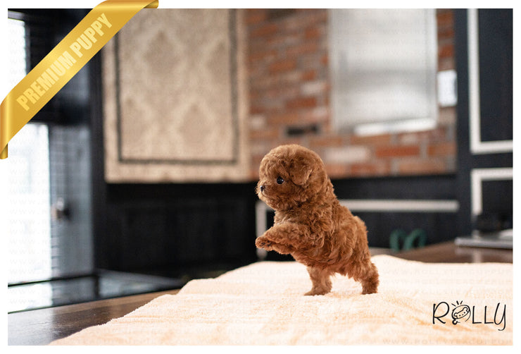 Rolly Teacup Puppies CURLY - MALE (PURCHASED by TORRES).