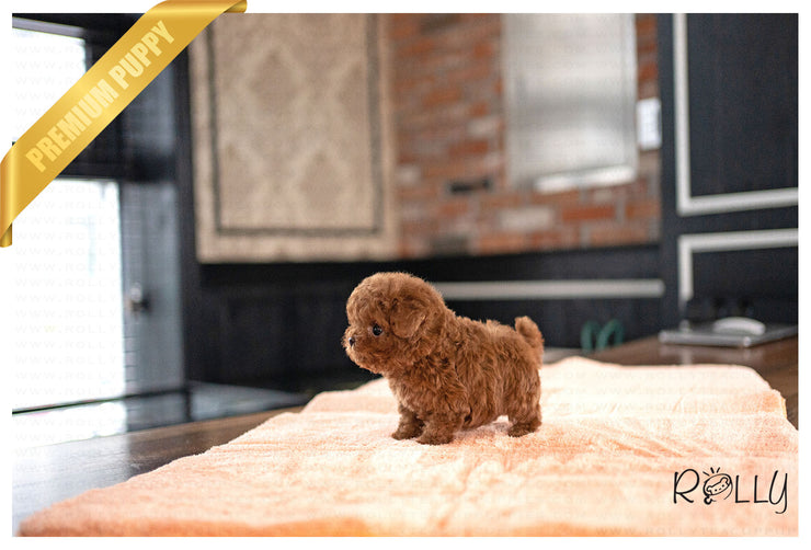 Rolly Teacup Puppies CURLY - MALE (PURCHASED by TORRES).