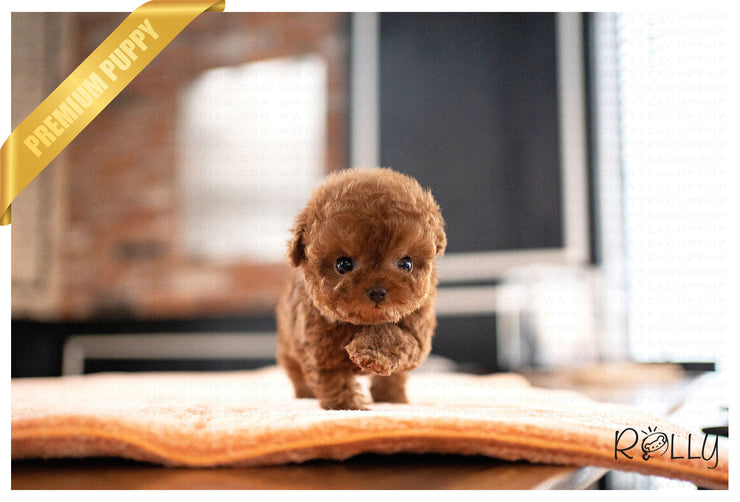 Rolly Teacup Puppies CURLY - MALE (PURCHASED by TORRES).