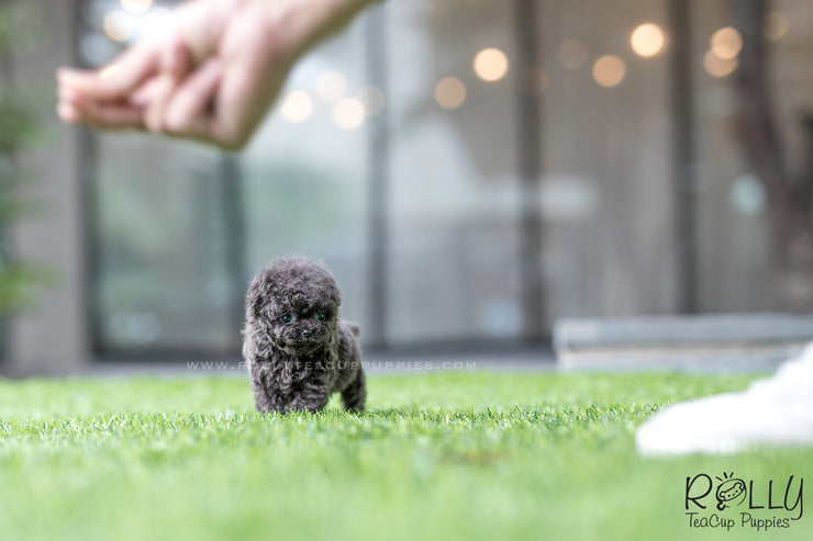 Rolly Teacup Puppies (SOLD to Montalbo) Capri - Poodle. M.