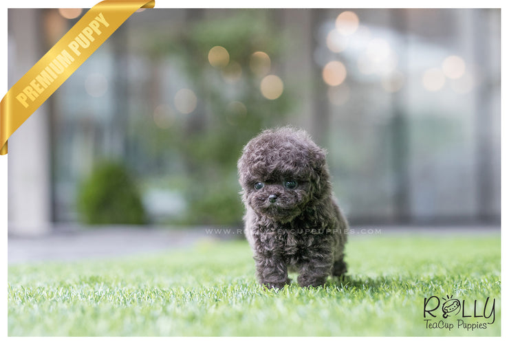 Rolly Teacup Puppies (SOLD to Montalbo) Capri - Poodle. M.