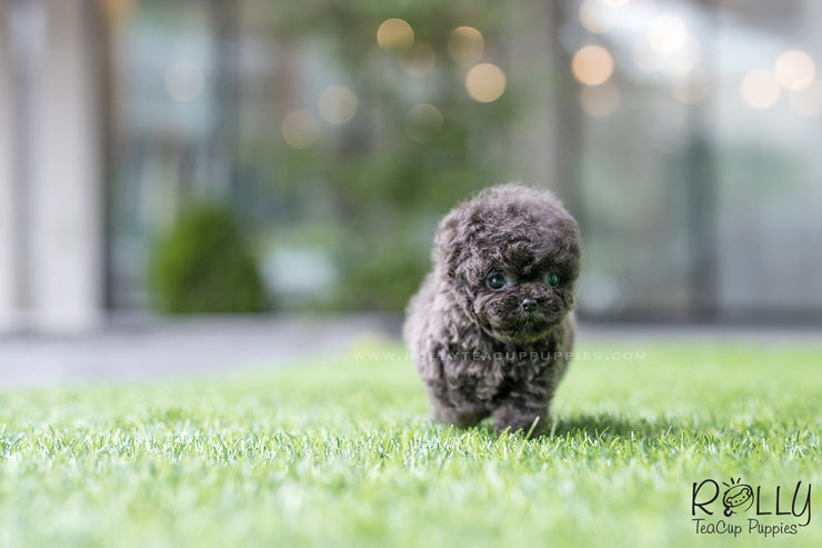 Rolly Teacup Puppies (SOLD to Montalbo) Capri - Poodle. M.