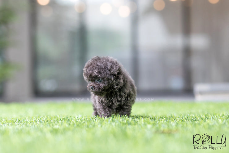 Rolly Teacup Puppies (SOLD to Montalbo) Capri - Poodle. M.
