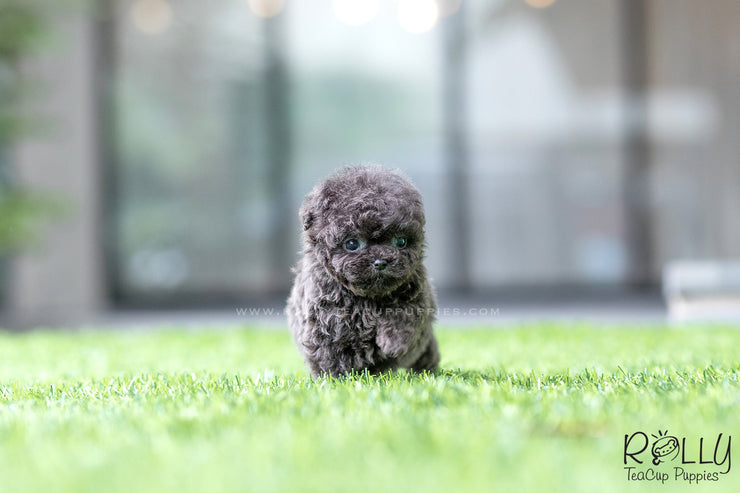 Rolly Teacup Puppies (SOLD to Montalbo) Capri - Poodle. M.